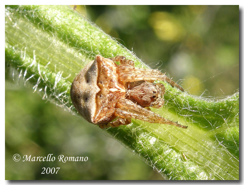 Un piccolo aracnide dalle Cave di Cusa (TP) (Gibbaranea sp.)